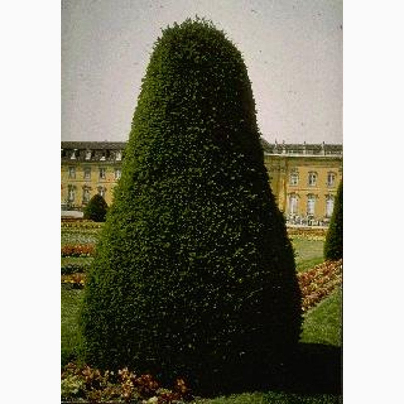 Idegran – Taxus baccata - C25 10/12 HO/ST